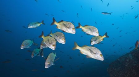Scientists Discover Never-Before-Seen Species Deep in The Atacama Trench