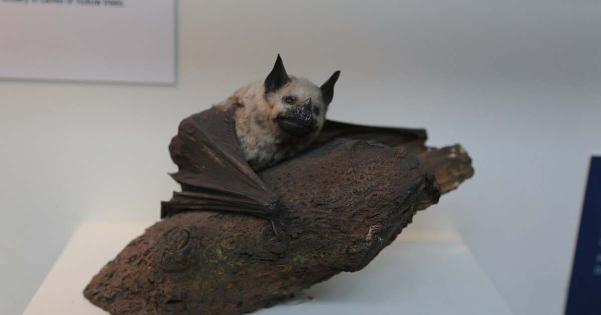 Greater spear-nosed bat (Phyllostomus hastatus), Natural History Museum, London, Mammals Gallery. (Representative Image Source: Wikimedia Commons | Photo by John Cummings)