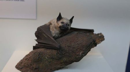 Greater Spear-Nosed Bat Discovered In Mexico Rain Forest and It's a First Sighting