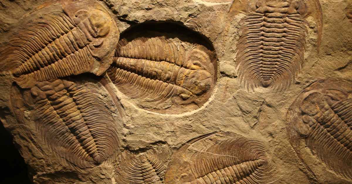 A fossil trilobite is imprinted in the sediment. (Representative Cover Image Source: Getty Images | Merlinus74) 