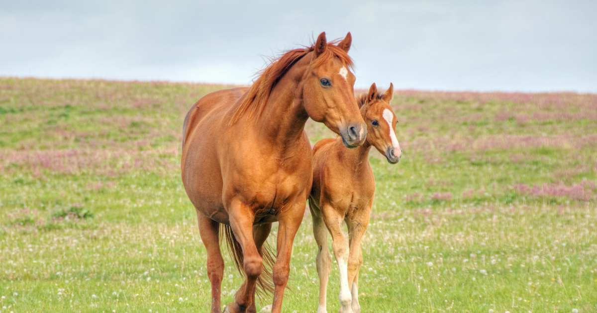 Horses walk across a mountain meadow. (Representative Cover Image Source: Getty Images | Wildroze)