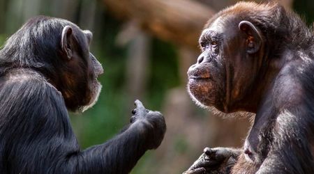 Researchers Uncover How Like Humans, Female Chimpanzees Benefit from Friendship: Study