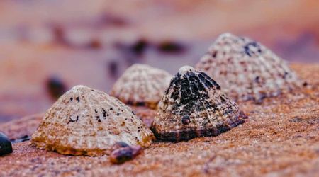 Japanese Marine Scientists Stunned to Find a Giant Limpet Species in the Pacific Ocean Depths