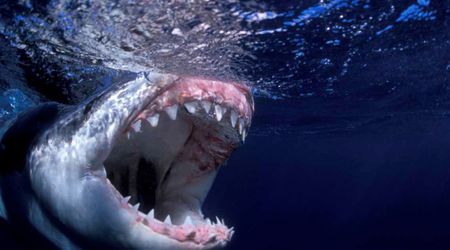 350-Million-Year-Old Shark Fossil With Unique Tooth Arrangement Unearthed From Inside World's Longest Cave System