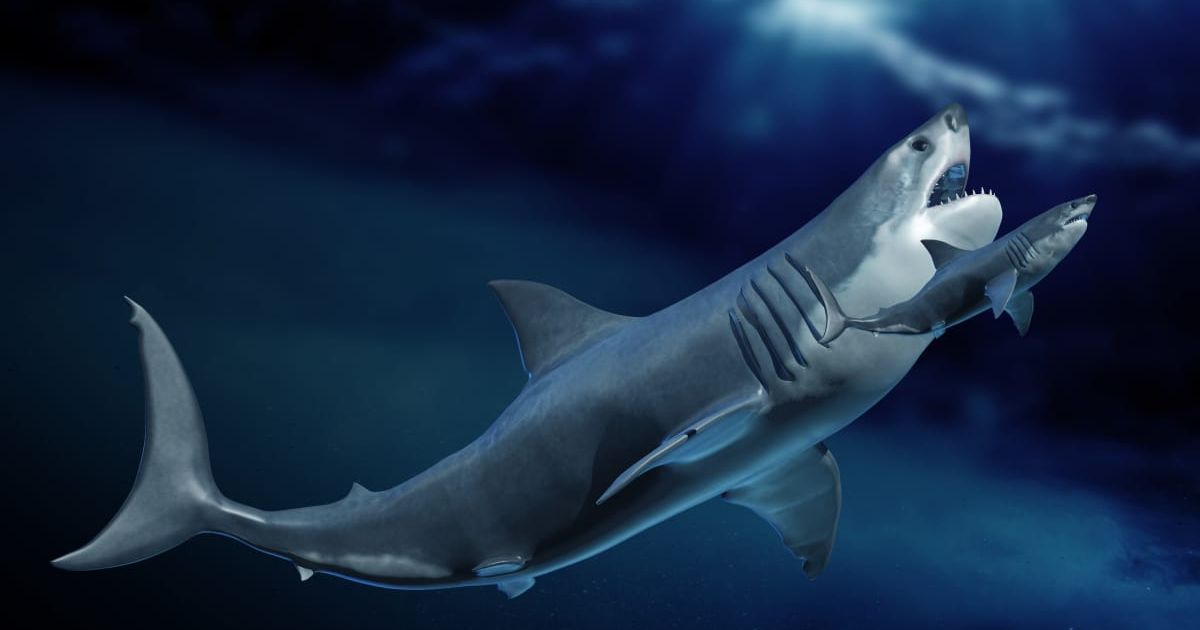 Megalodon and shark, artist's illustration. (Representative Cover Image Source: Getty Images | Photo by VICTOR HABBICK VISIONS/SCIENCE PHOTO LIBRARY)