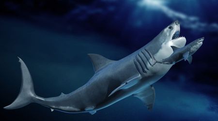Extinct megalodons had a jaw-dropping 100,000-calorie requirement a day to survive