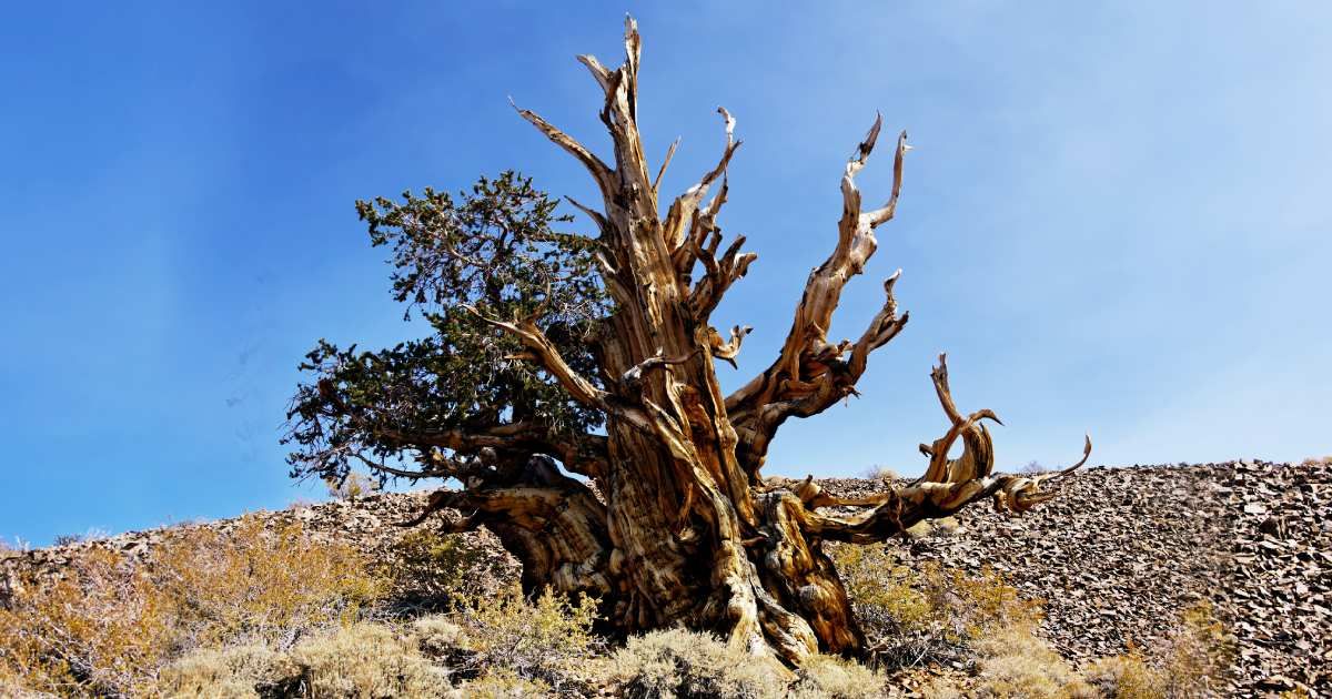 Methuselah Trees. This mountainside setting is a little over 10,000 feet elevation. 
Getty Images | Photo by Mark C Stevens
