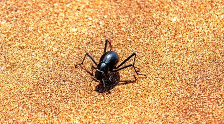 Sprinting through scorching sand dunes is survival strategy that Namib Desert beetles follow, research suggests