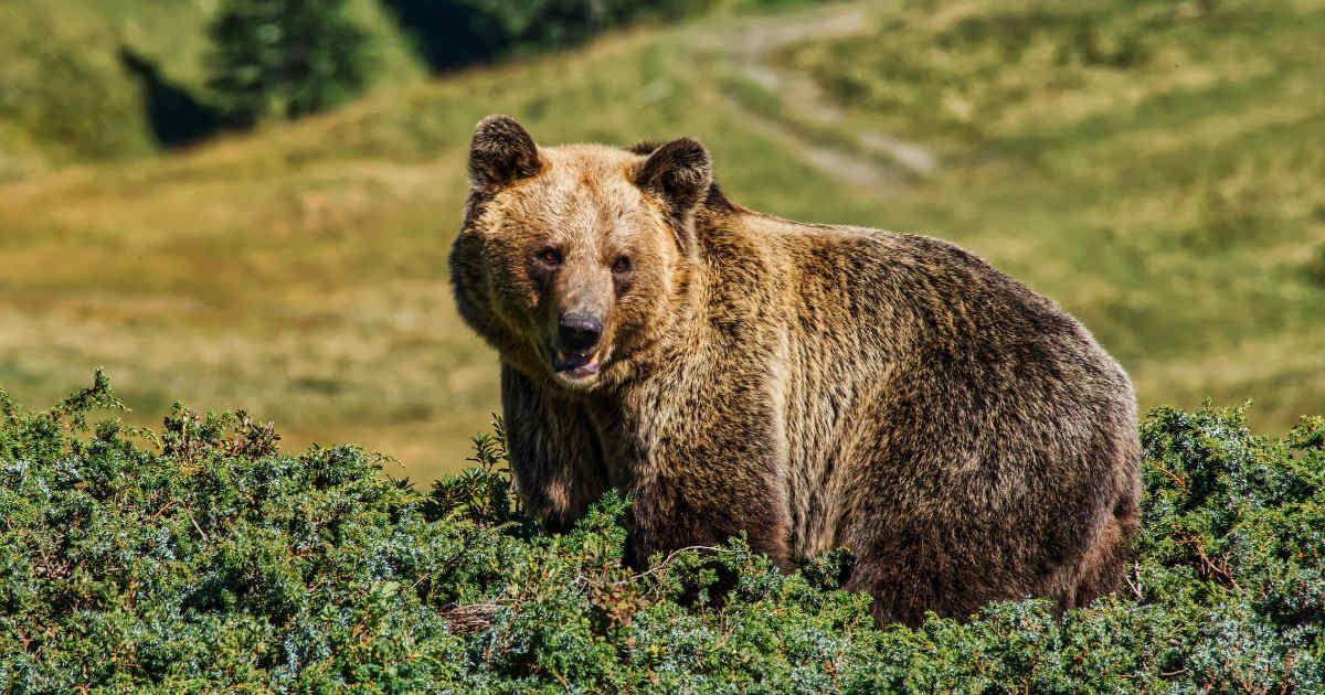 Brown bear sitting in nature. (Representative Cover Image Source: Pexels | Susanne Jutzeler, suju-foto)
