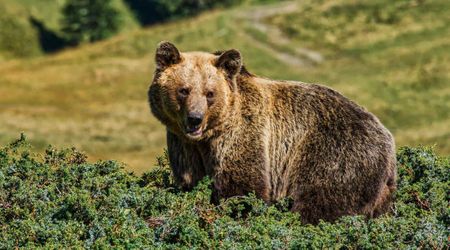 Rare footage of 'Gobi bear,' one of the most endangered bear species, was captured in Mongolia