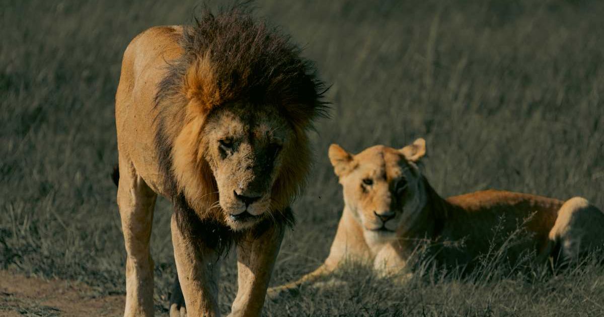 Lions in the savannah. (Representative Cover Image Source: Getty Images | Photo by Sameer Choudhury )