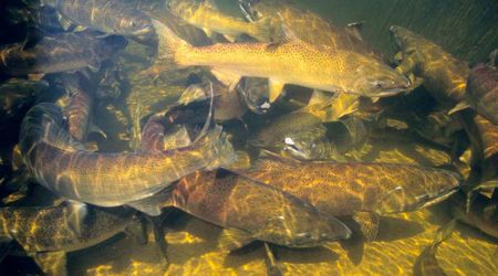 Endangered Winter-Run Chinook Salmon Makes a Comeback in Northern California After a Century