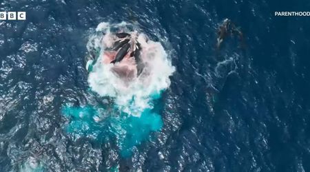 Orcas teach young ones how to hunt for prey and go for the 'kill,' new footage indicates