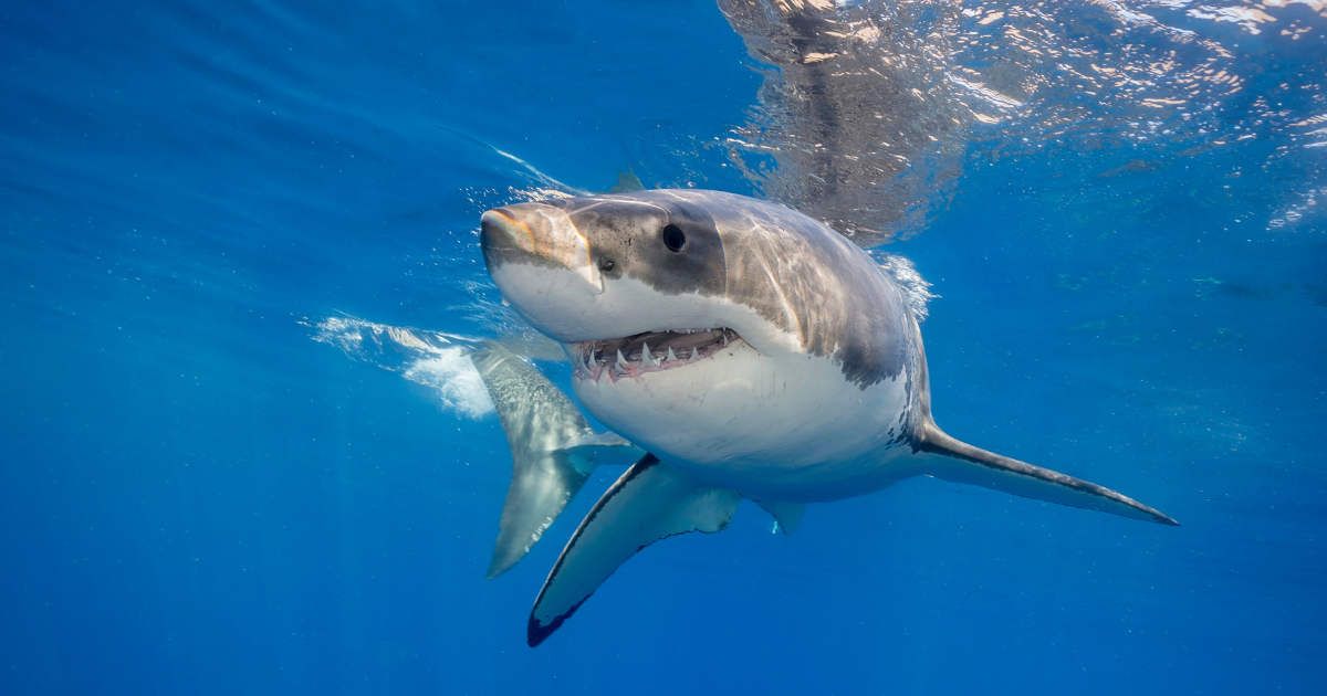 Great White Shark Bahamas. (Representative Cover Image Source: Getty Images | Photo by wildestanimal)