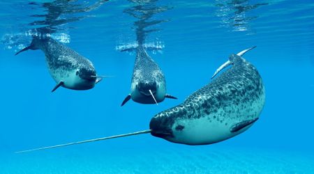 Cinematographer captures ‘magical’ narwhal whales in Arctic after 15 years of dreaming to see them live
