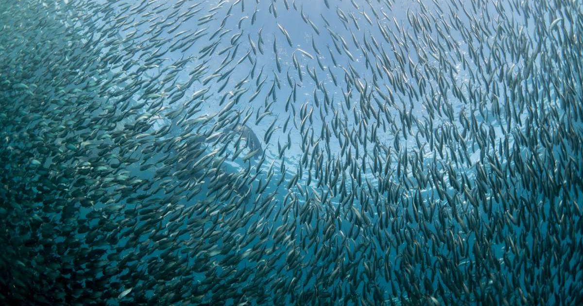 School of sardines underwater. (Representative Cover Image Source: Getty Images | Photo by Sean Steininger)