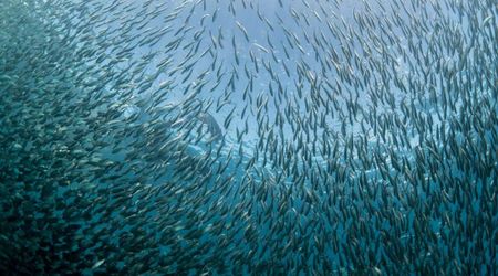 Photographer captured 'holy grail' of marine animals' feeding frenzy in South Africa during annual 'Sardine Run'
