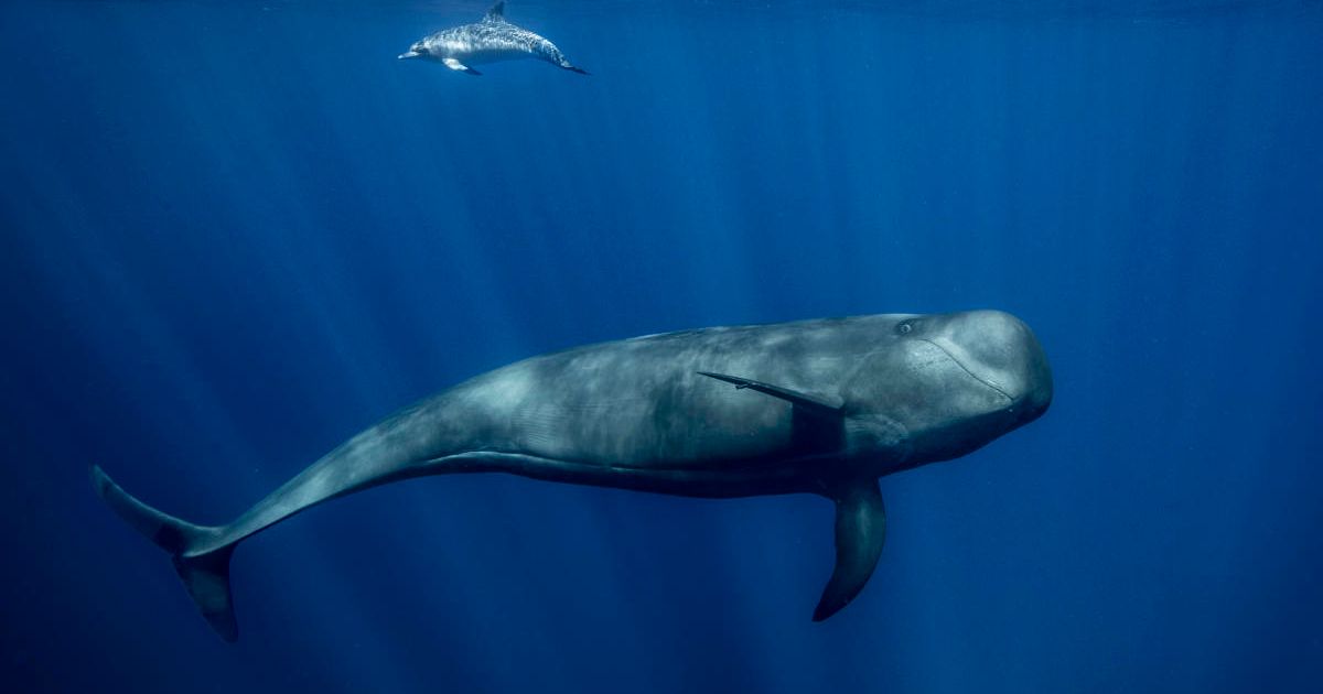 Pilot whale with Atlantic spotted dolphin, South of Tenerife. (Representative Cover Image Source: Getty Images | Photo by George Karbus Photography)