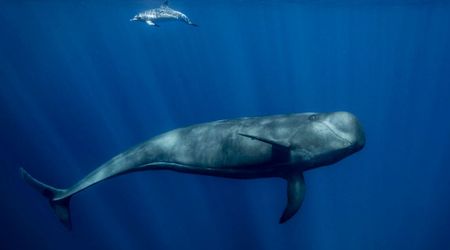 Why Do Dolphins and Whales Interact Frequently? Researchers May Have Found the Answer