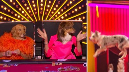 From dogs dressed as ‘AGT’ judges to performing gravity-defying stunts — these rescue pets steal the show