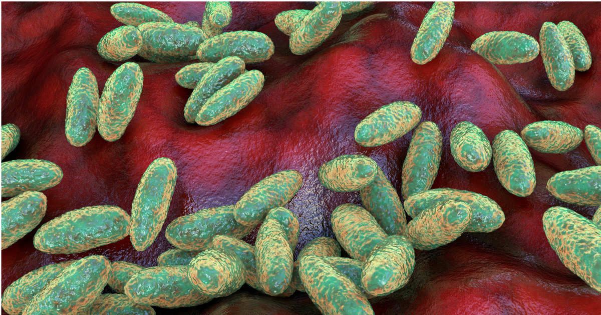 Plague bacteria, Yersinia pestis, illustration. (Representative Cover Image Source: Getty Images/ Photo by Dr_Microbe)