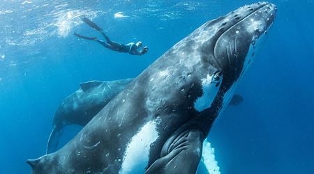 26-Million-Year-Old 'Deceptively Cute' Small Whale With Slicing Teeth Uncovered on a Beach in Australia