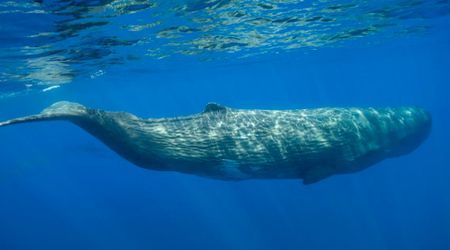 Incredible video captured by ROV Hercules Captures Sperm Whale in the Depths of Gulf of Mexico