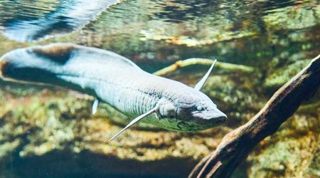 Fossilized Fish Trails Found in Poland Could Be First Entrant on Land, Pushing Back Time by 10 Million Years