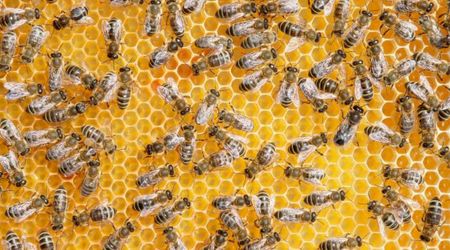 Honeybee Colonies Are Dying Off In America While Thriving in China: 'We're in a Death Spiral'
