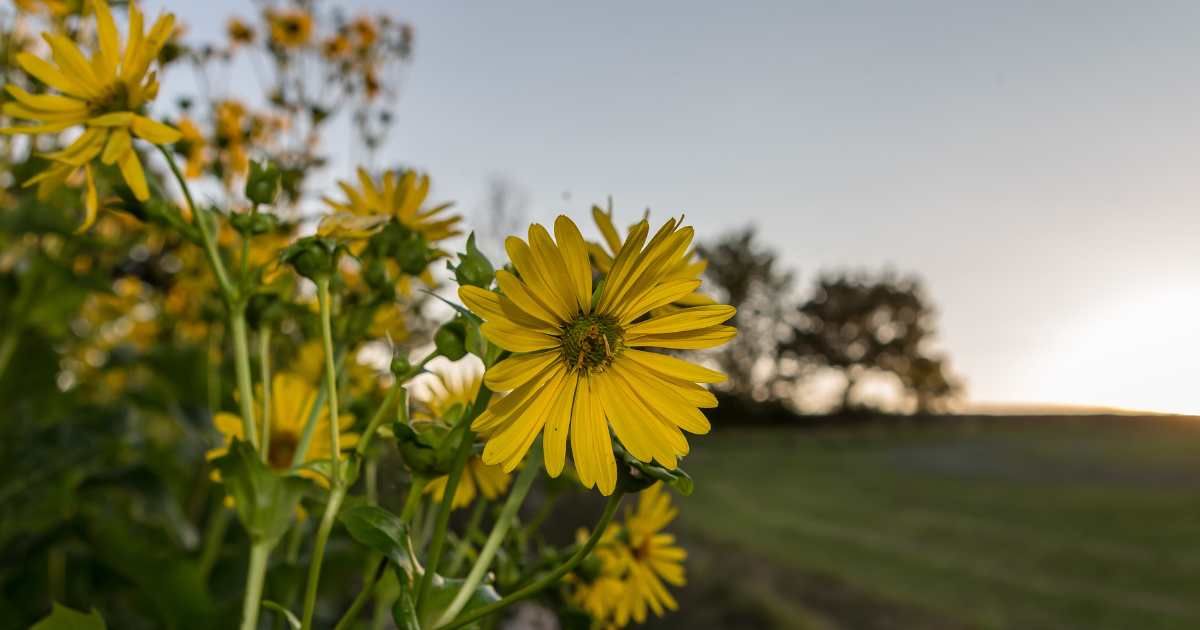 A meadow of a blossom of the cup plant (lat. Silphium perfoliatum). (Representative Cover Image Source: Getty Images | DeFodi Images )