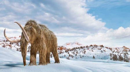 Researchers analyzed 61 mammoths' mitochondrial DNA found in Mexican airport site, and unearthed new lineage