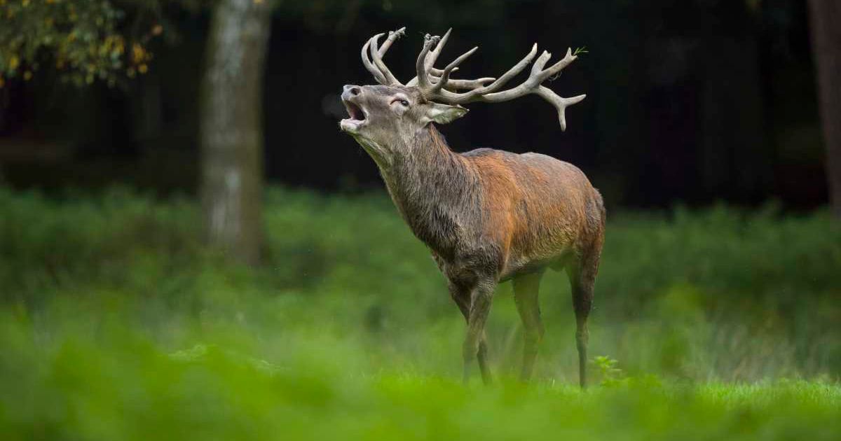 Red deer, cervus elaphus, male, in rutting season. (Representative Cover Image Source: Getty Images | Photo by Raimund Linke)