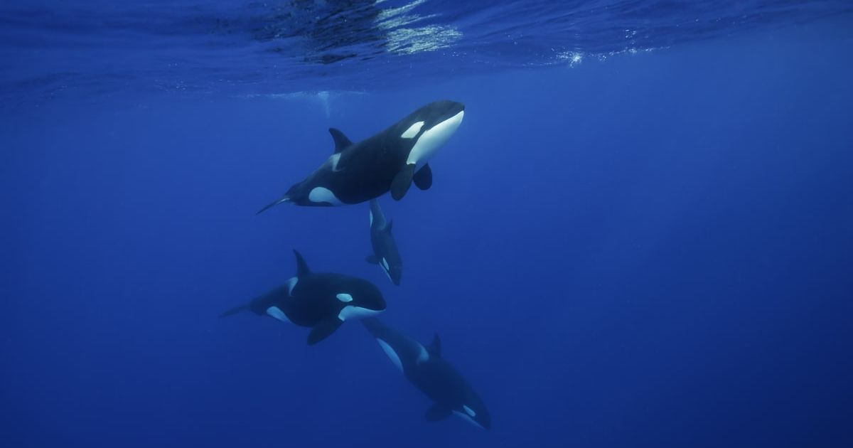 Pod of orcas swimming near the surface in the blue Pacific Ocean off the east coast of the North Island of New Zealand. There is a small calf with them. (Representative Cover Image Source: Getty Images | Photo by wildestanimal)