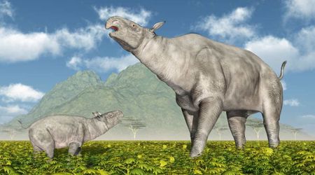 Largest mammal 'Paraceratherium' to ever walk on Earth was a mixture of rhino and giraffe, researchers claim