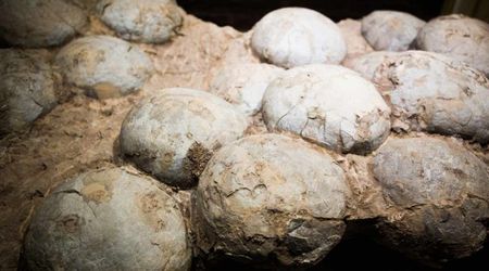 Researchers conducted new dating analysis on eggs found in China from 85 million years ago—providing stunning details