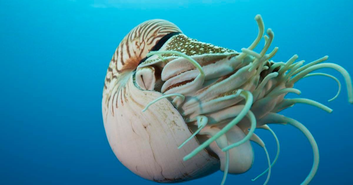 Chambered Nautilus (Nautilus belauensis), Micronesia, Palau. (Representative Cover Image Source: Getty Images | Photo by Reinhard Dirscherl)