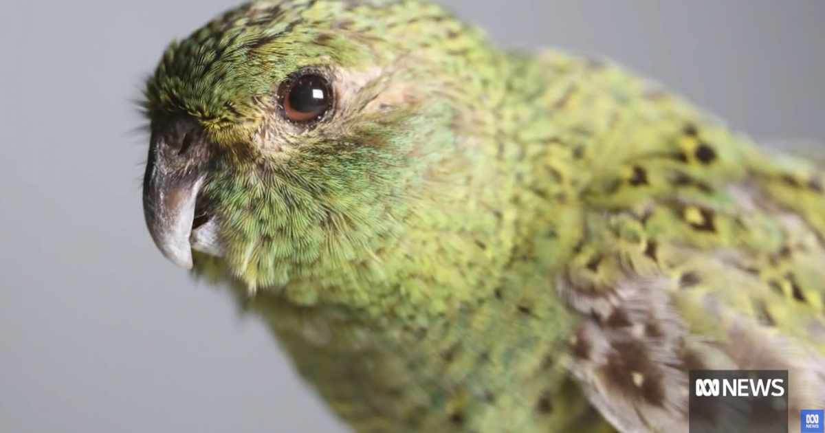 A night parrot (Cover Image Source: YouTube | ABC News (Australia))