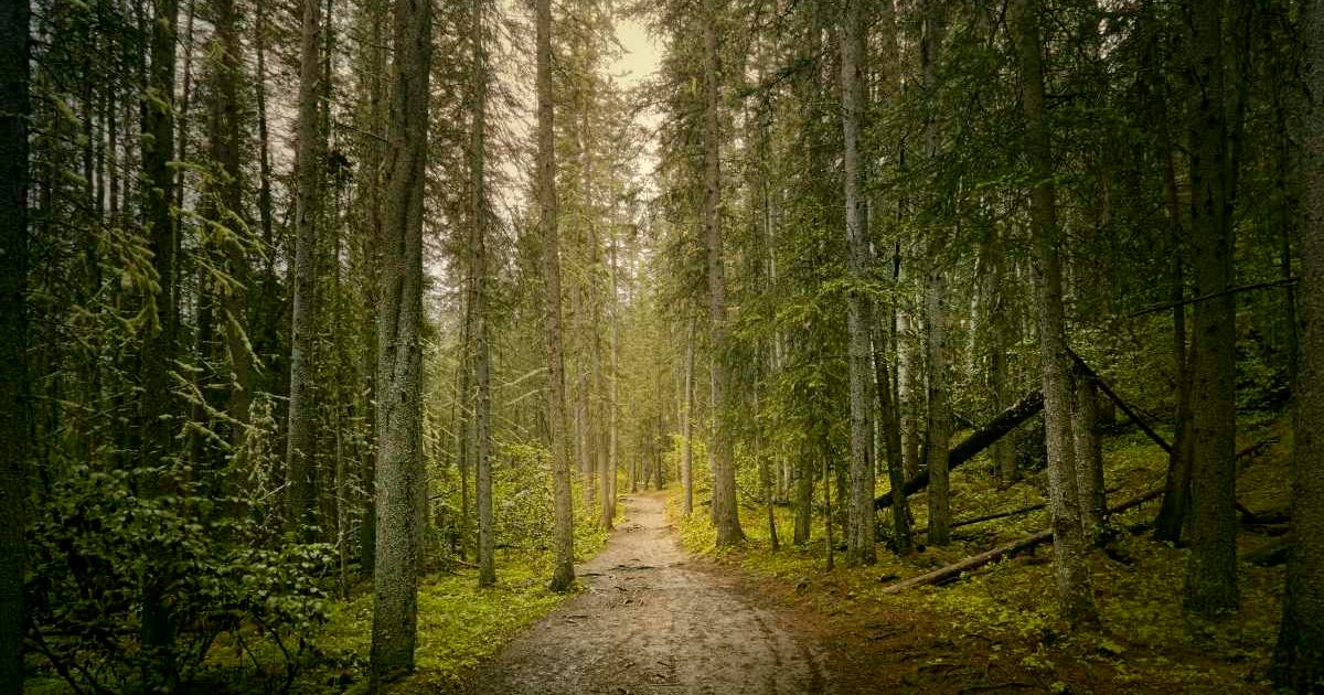 Path through dense forest. (Representative Cover Image Source: Getty Images | Photo by James O'Neil)