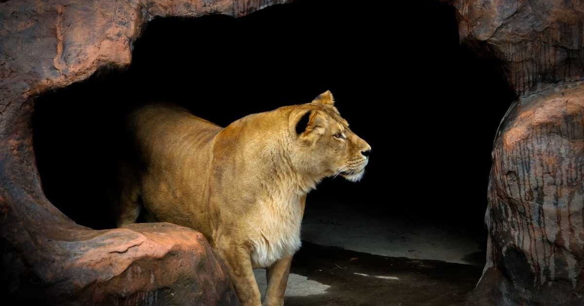 Lion in the cave. (Representative Cover Image Source: Getty Images | Photo by Oleh Mitkevych)