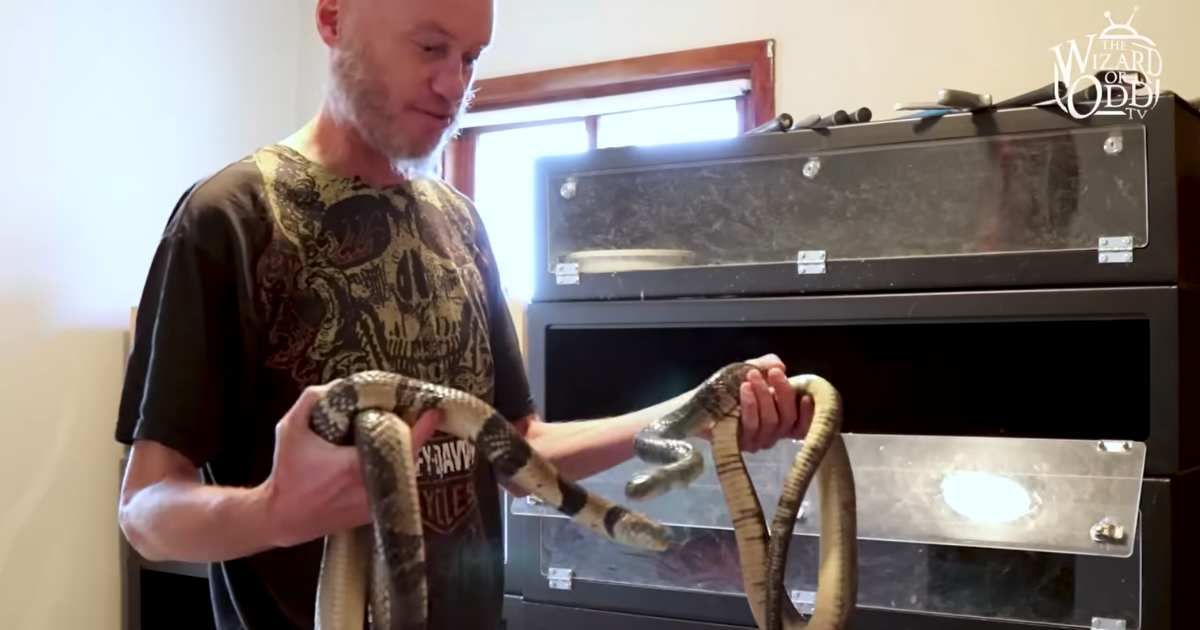 Tim Friede is holding snakes in his hands. (Cover Image Source: YouTube | Photo by iWonder)