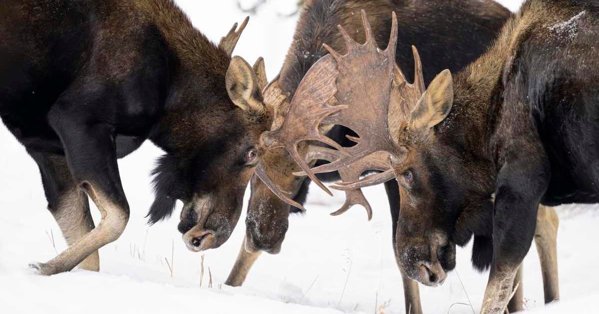 Bull moose fighting. (Representative Cover Image Source: Getty Images | Photo by 	jared lloyd)