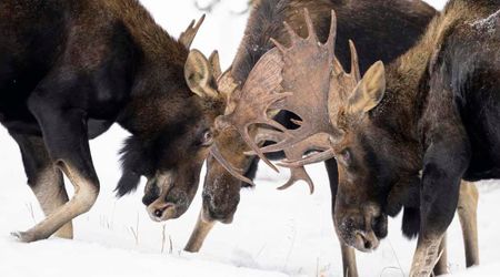 Jaw-dropping prey-predator interaction between elk and gray wolf in Yellowstone National Park bewilders viewers