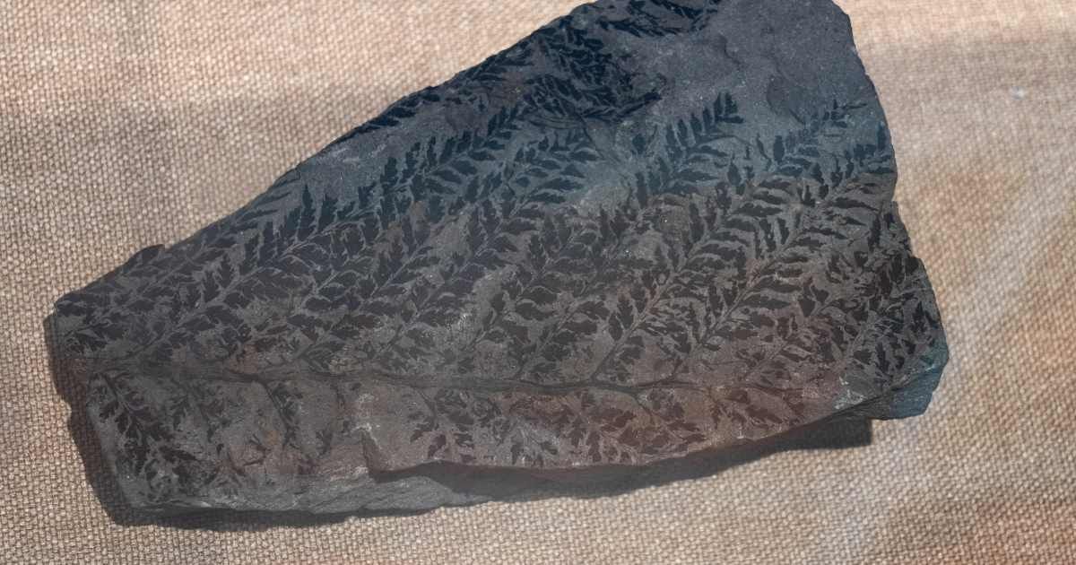 Fossil coal with fern imprints. (Representative Cover Image Source: Getty Images | Photo by zhihao)