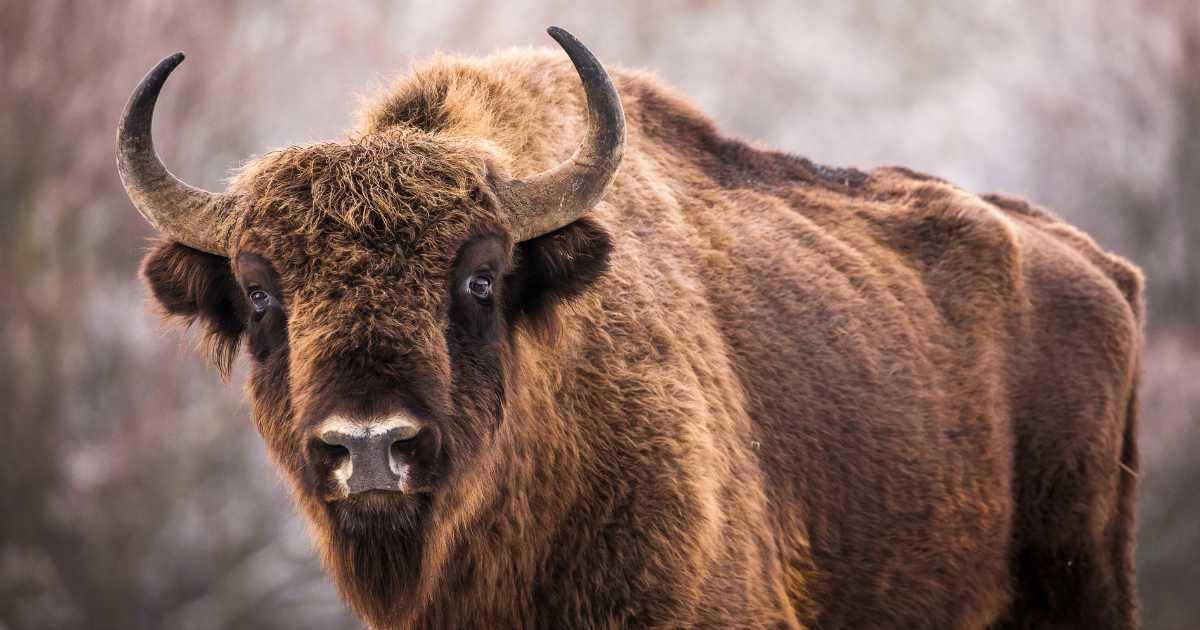 Bison in the forest during the wintertime with snow. (Representative Cover Image Source: Getty Images | danm)