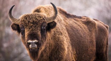 Alaskan researchers found 50,000-year-old bison frozen in permafrost. They just made a stew and revealed how it tasted