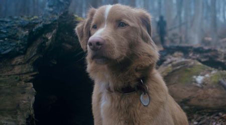‘Good Boy’ gets streaming release update after rave reviews, and it’s coming sooner than you think