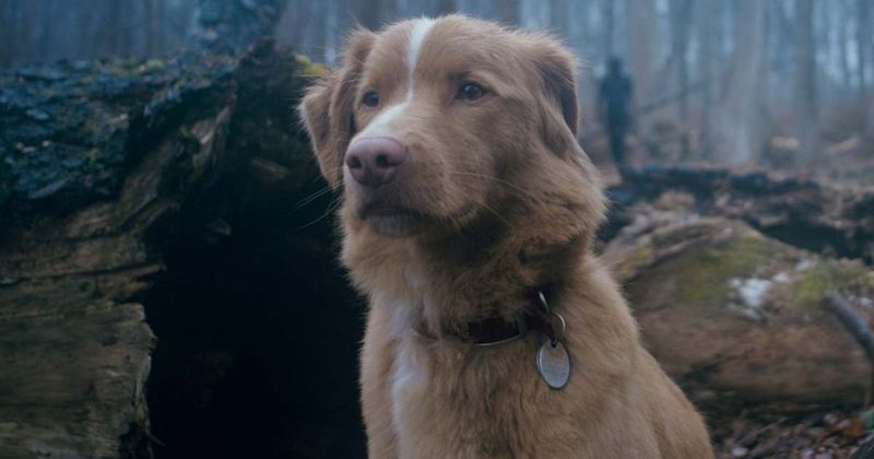‘Good Boy’ gets streaming release update after rave reviews, and it’s coming sooner than you think