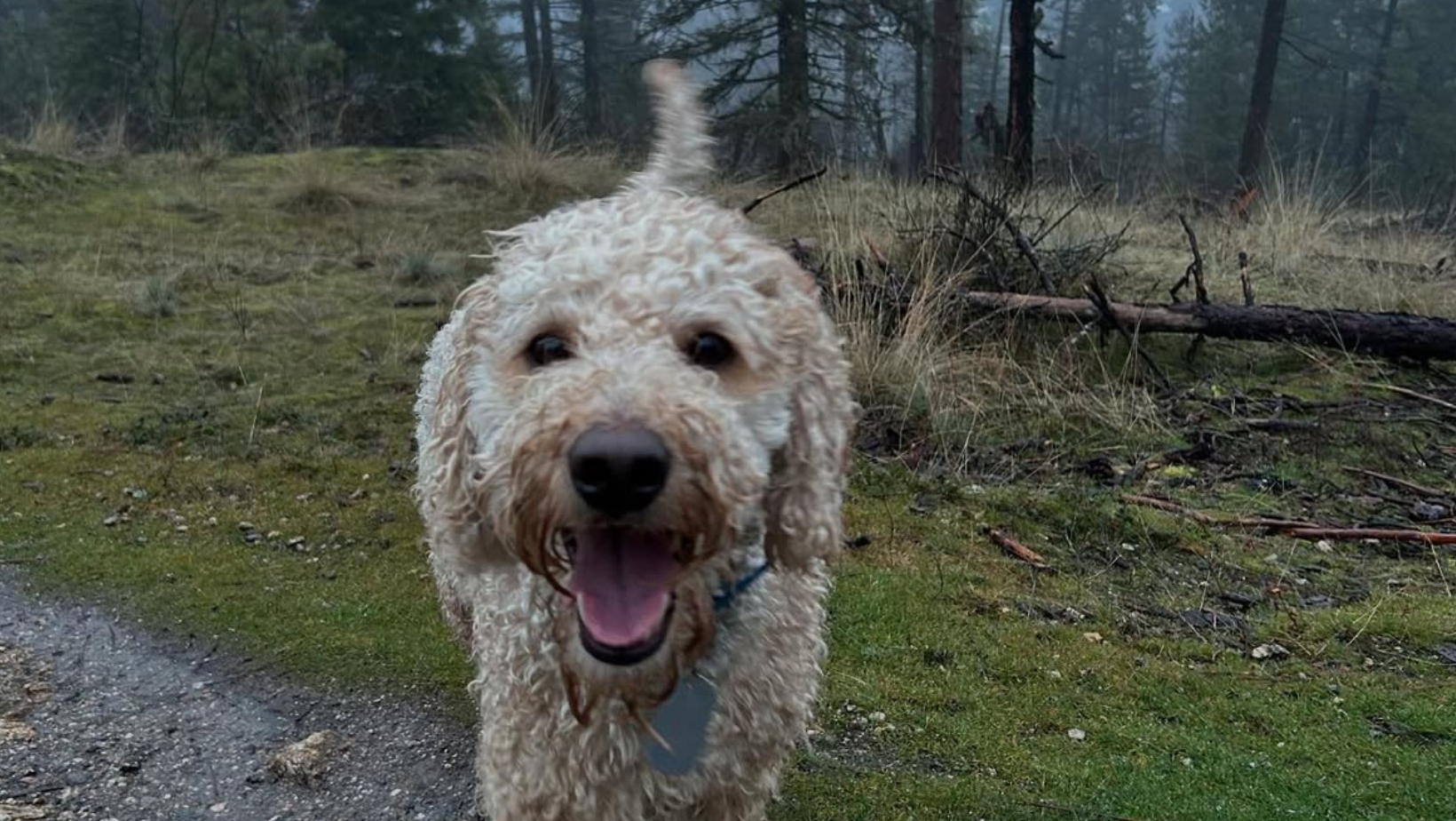 Murphy (Image Source: Instagram |@murphy_goncalves)