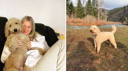 What happened to Murphy? How Kaylee Goncalves' dog became part of 'Idaho Murders' investigation