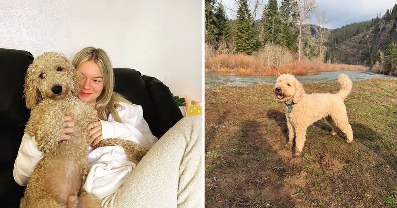 What happened to Murphy? How Kaylee Goncalves' dog became part of 'Idaho Murders' investigation